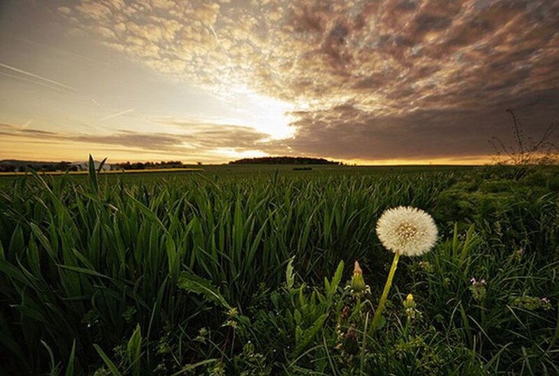 Dandelion in Field