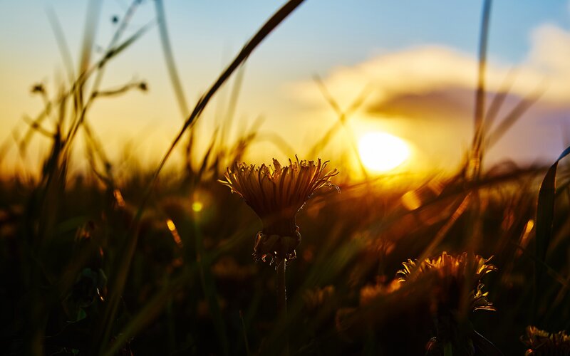 Dandelion in Field — Yellow