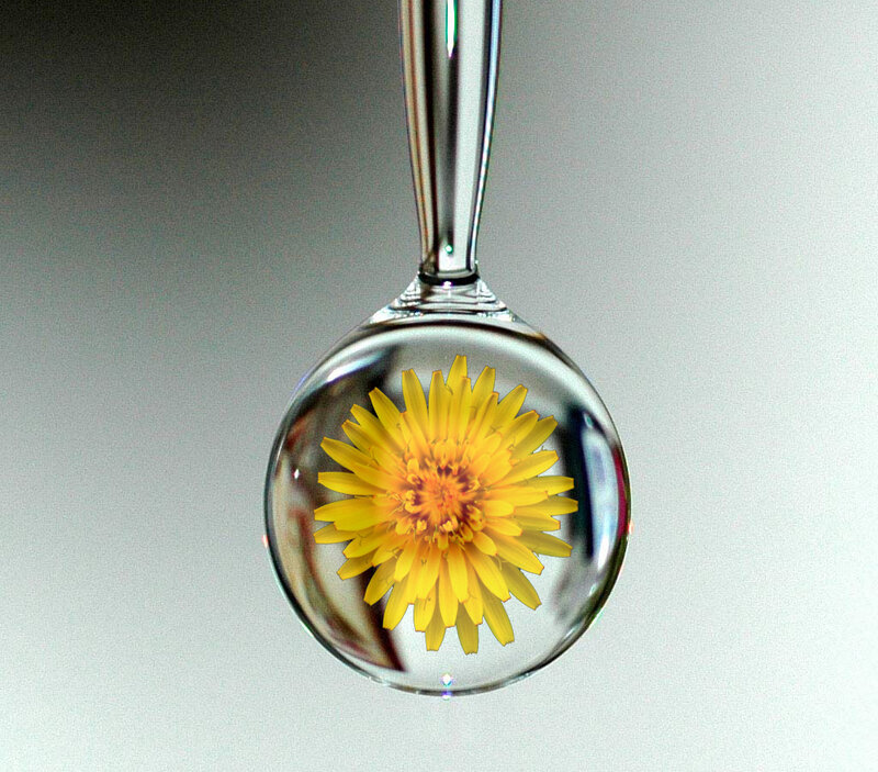 Dandelion in Glass Bulb