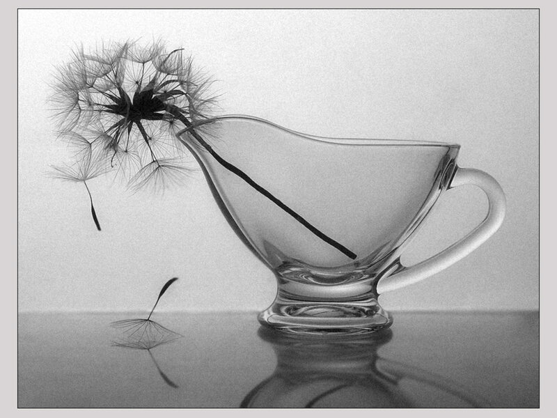 Dandelion in Glass Cup