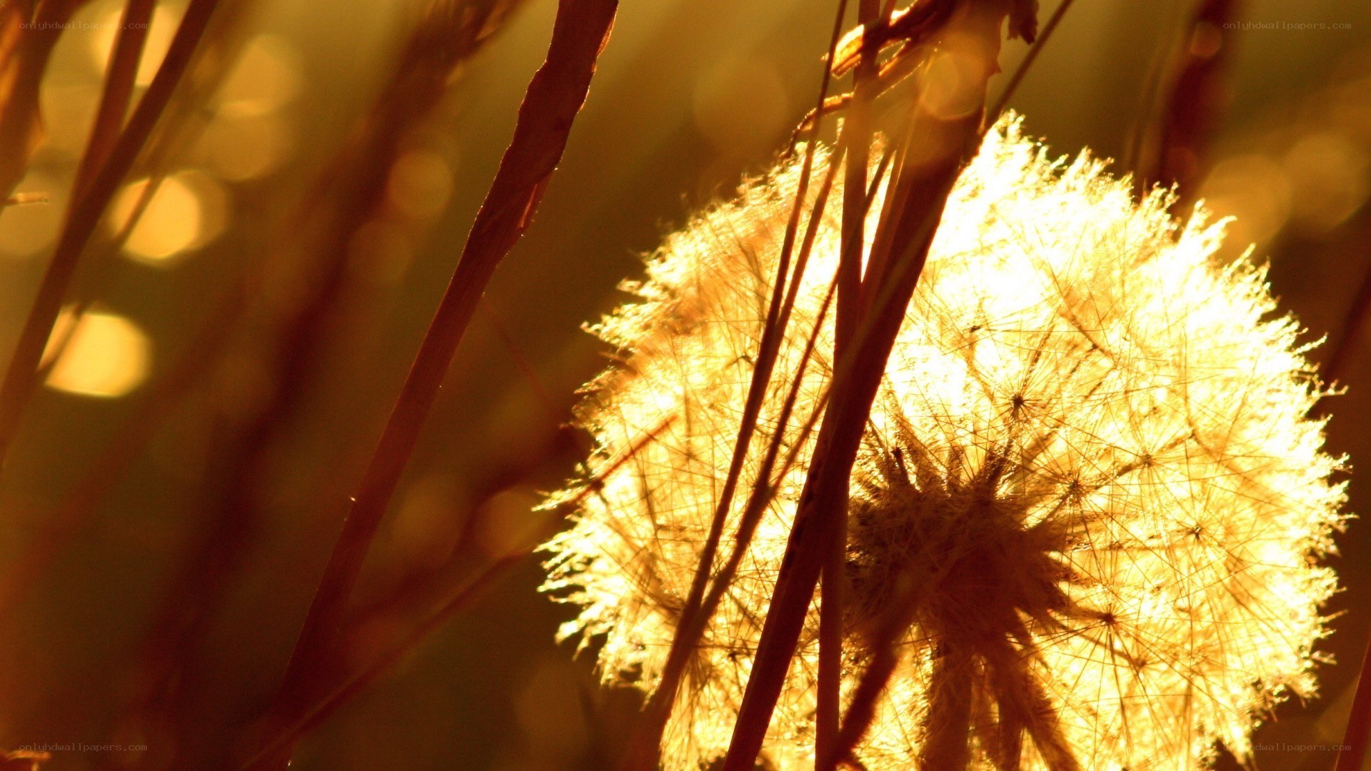 dandelion in golden light