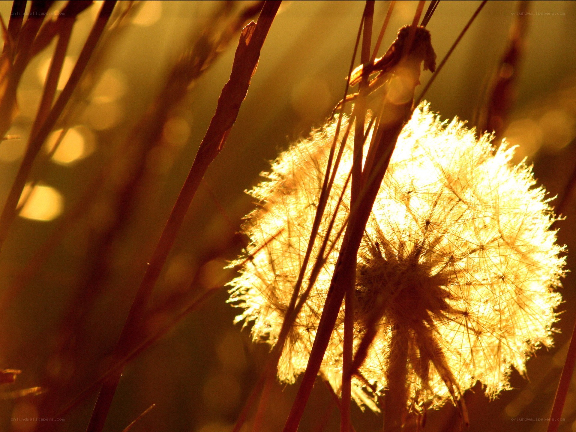 dandelion in golden light
