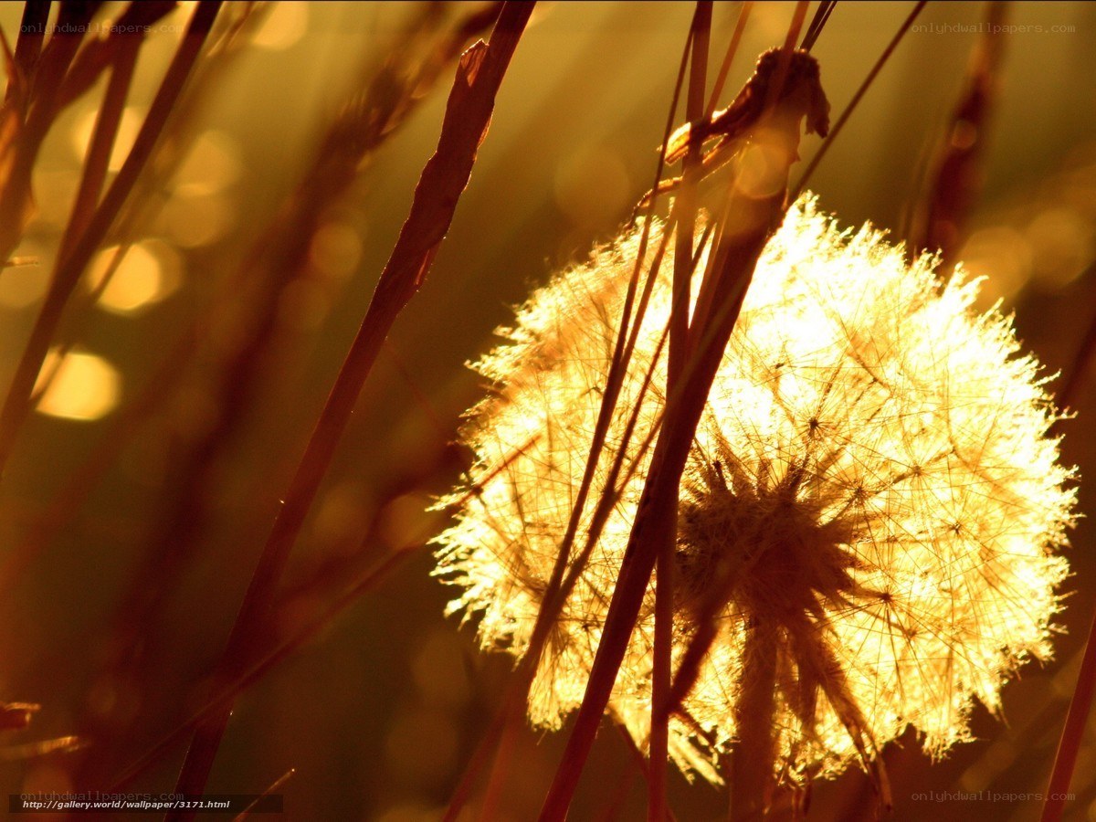 Dandelion in golden light