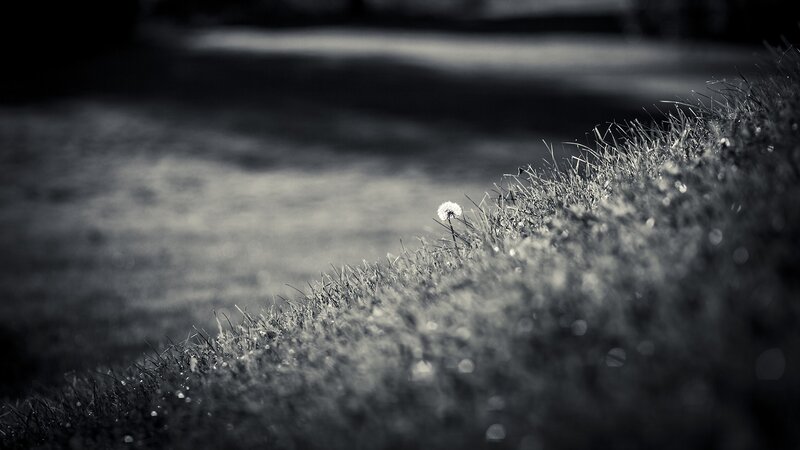 Dandelion in Grass — Black, Serene