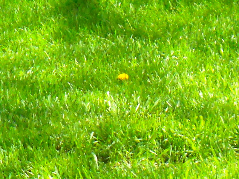 Dandelion in Grass — Green, Calm