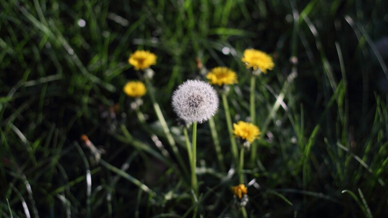 Dandelion in Grass — Green, Natural
