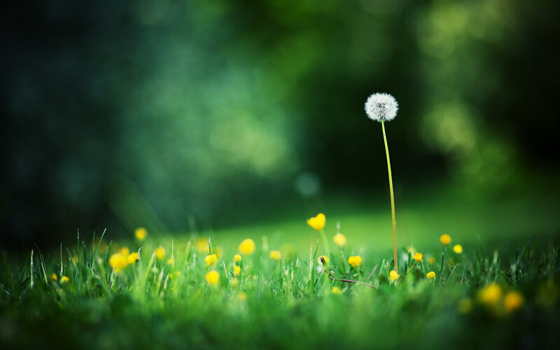 Dandelion in Grass — Green, Serene, Afternoon