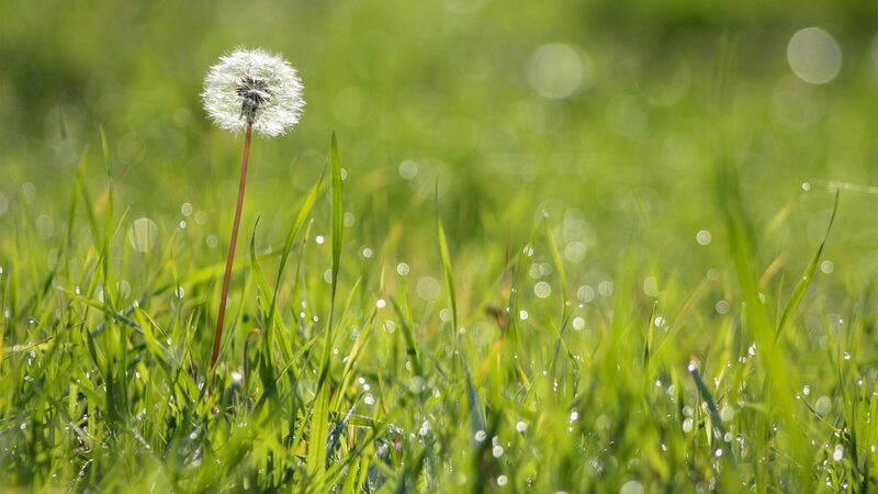 Dandelion in Grass — Green, Serene, Morning, Photograph, Dew Drops