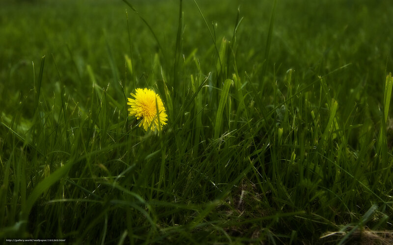 Dandelion in Grass — Green, Serene, Morning