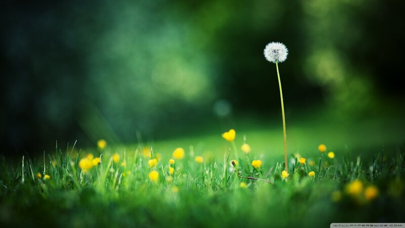 Dandelion in Grass — Green, Serene, Spring, Photograph, Flowers
