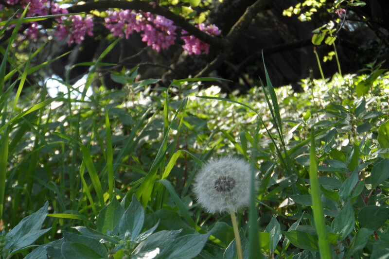 Dandelion in Grass — Green, Serene, Spring, Photograph