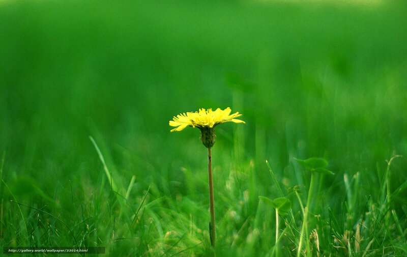 Dandelion in Grass — Green, Serene, Spring
