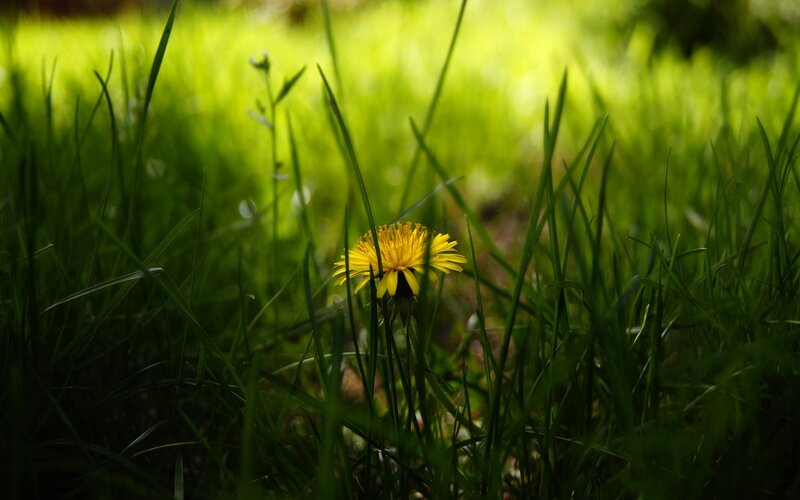 Dandelion in Grass — Green, Serene