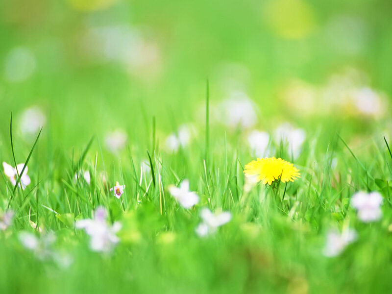 Dandelion in Grass — Green
