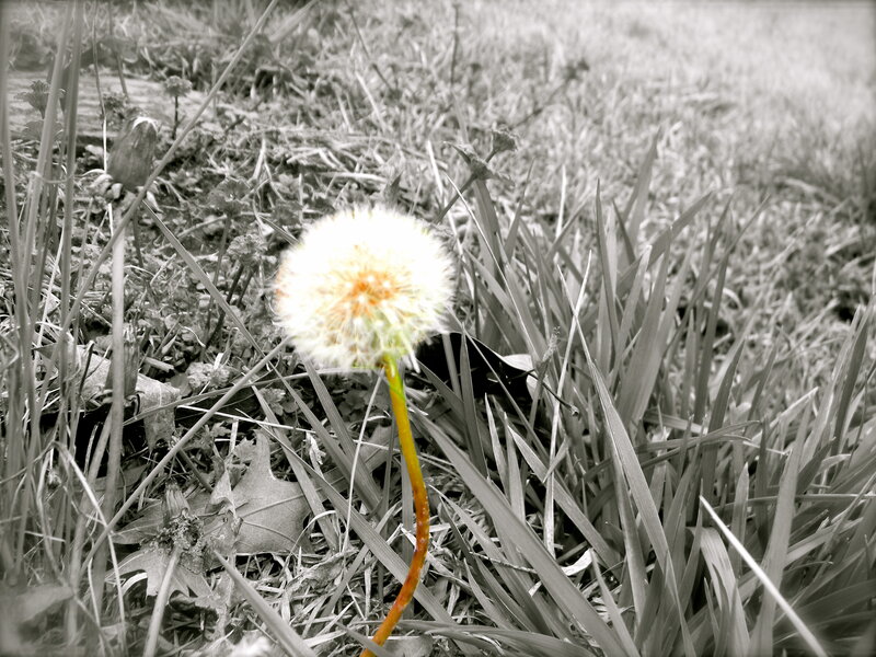Dandelion in Grass — White