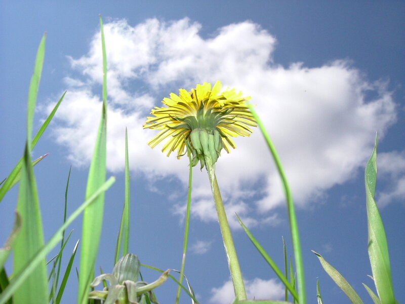 Dandelion in Grass — Yellow, Serene, Afternoon, Photograph