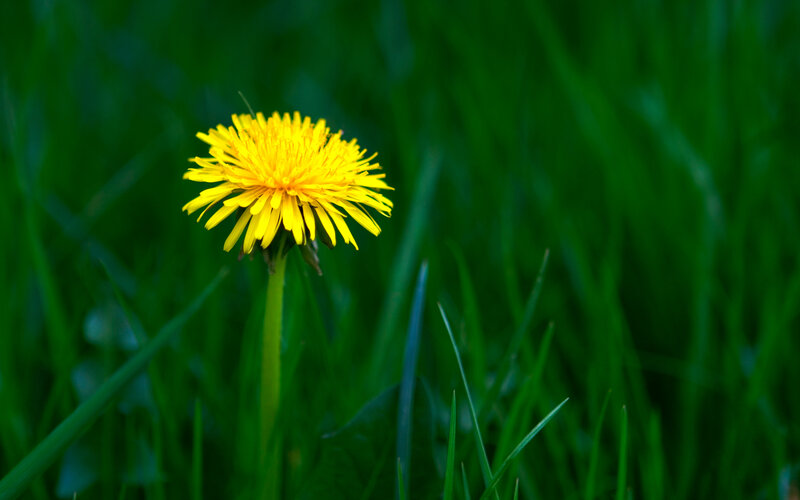 Dandelion in Grass — Yellow, Serene, Spring, Photograph