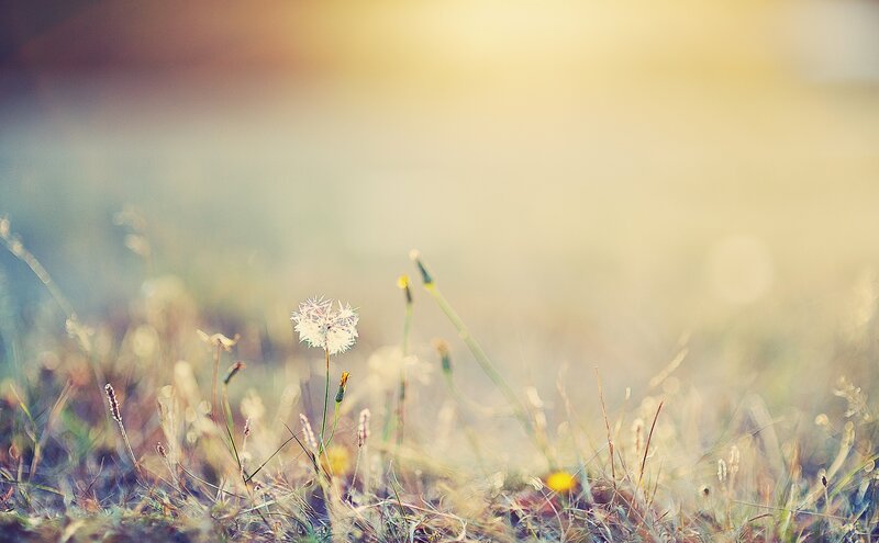 Dandelion in Grass — Yellow, Serene, Sunset