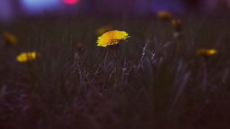 Dandelion in Grass — Yellow, Serene