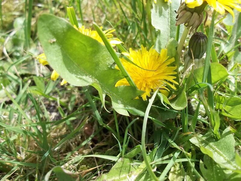 Dandelion in Grass — Yellow