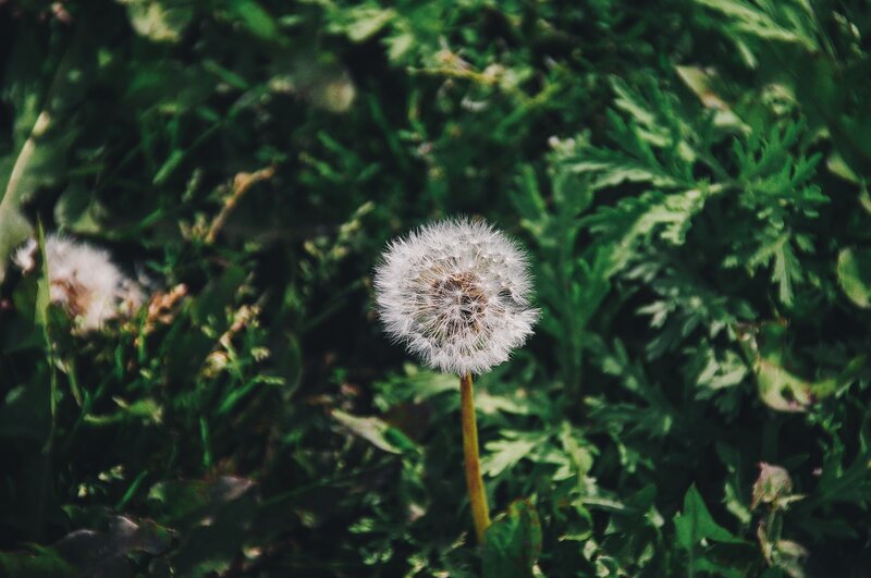 Dandelion in green foliage