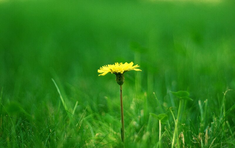 Dandelion in green grass