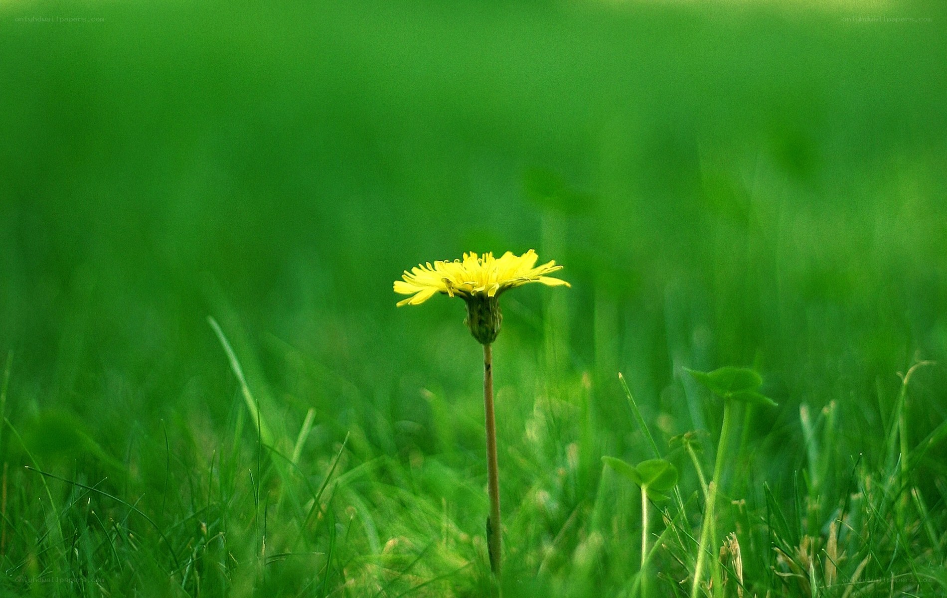 Dandelion in green grass