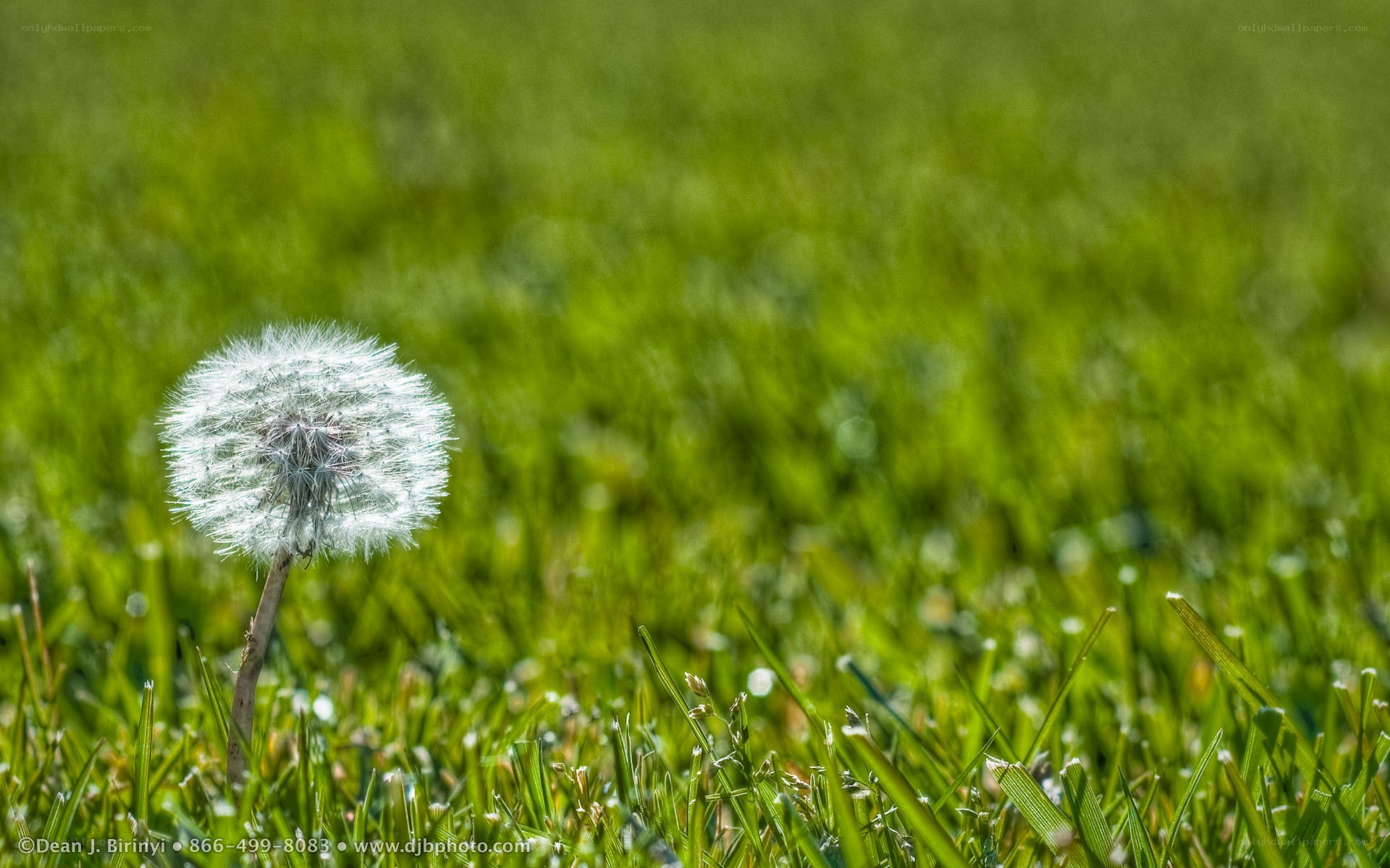 Dandelion in green grass