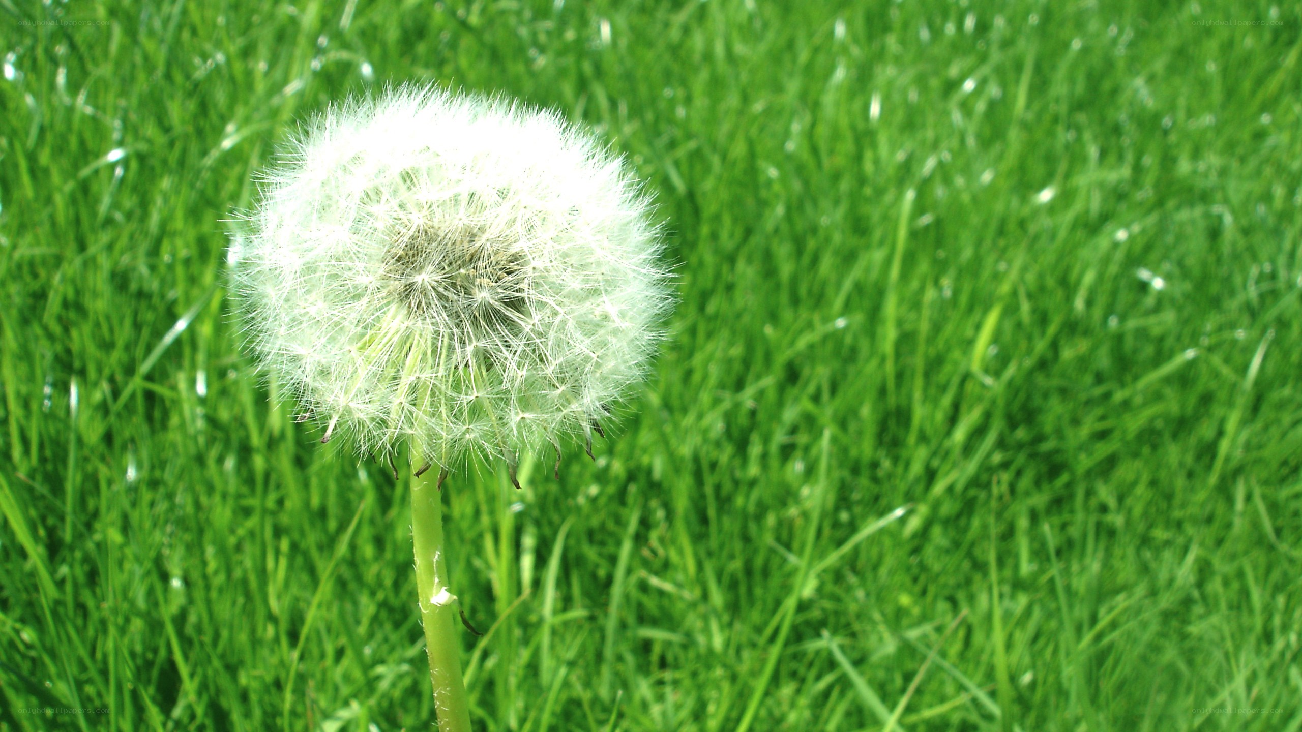 Dandelion in green grass