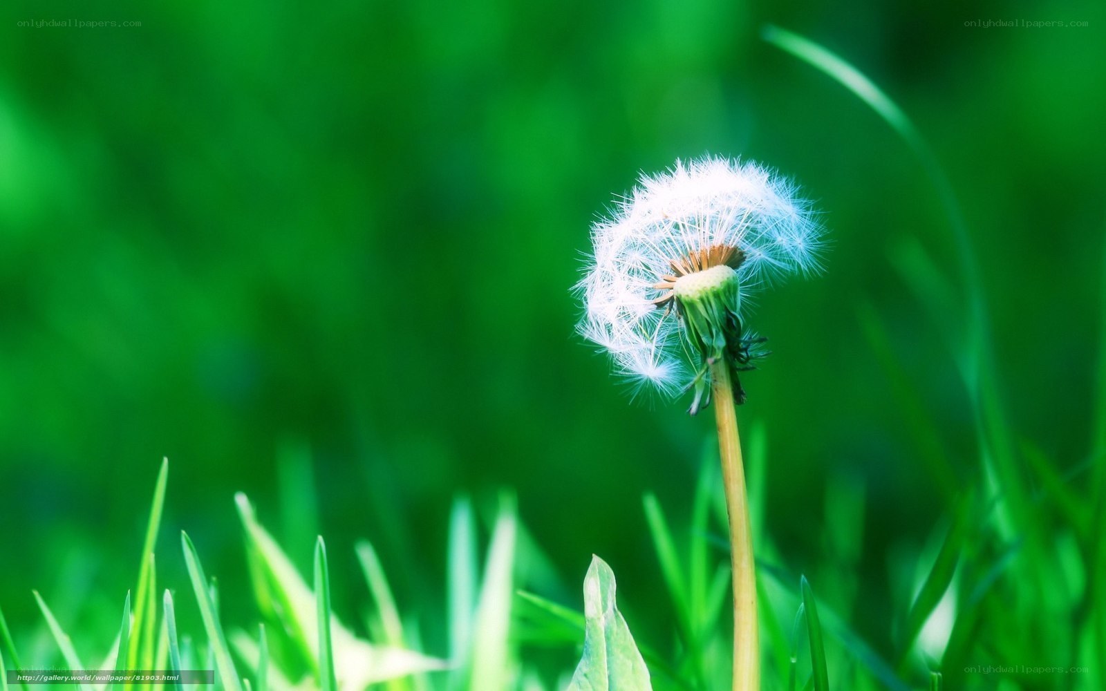 Dandelion in green grass