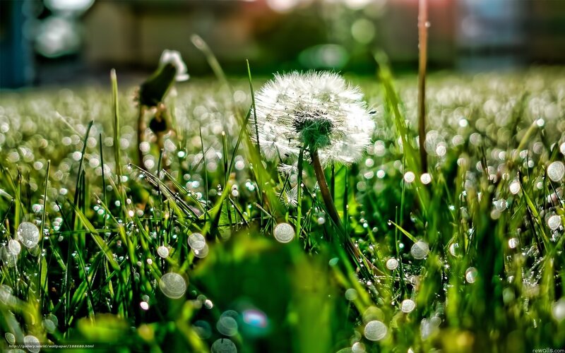 Dandelion in morning dew