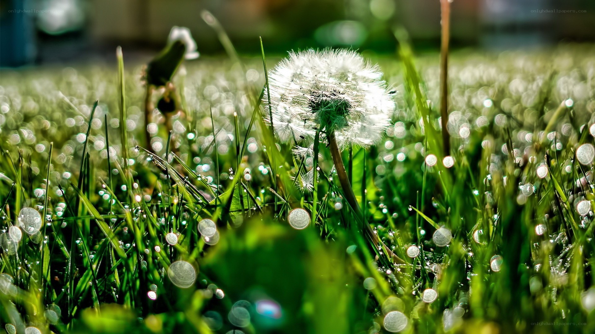 Dandelion in morning dew