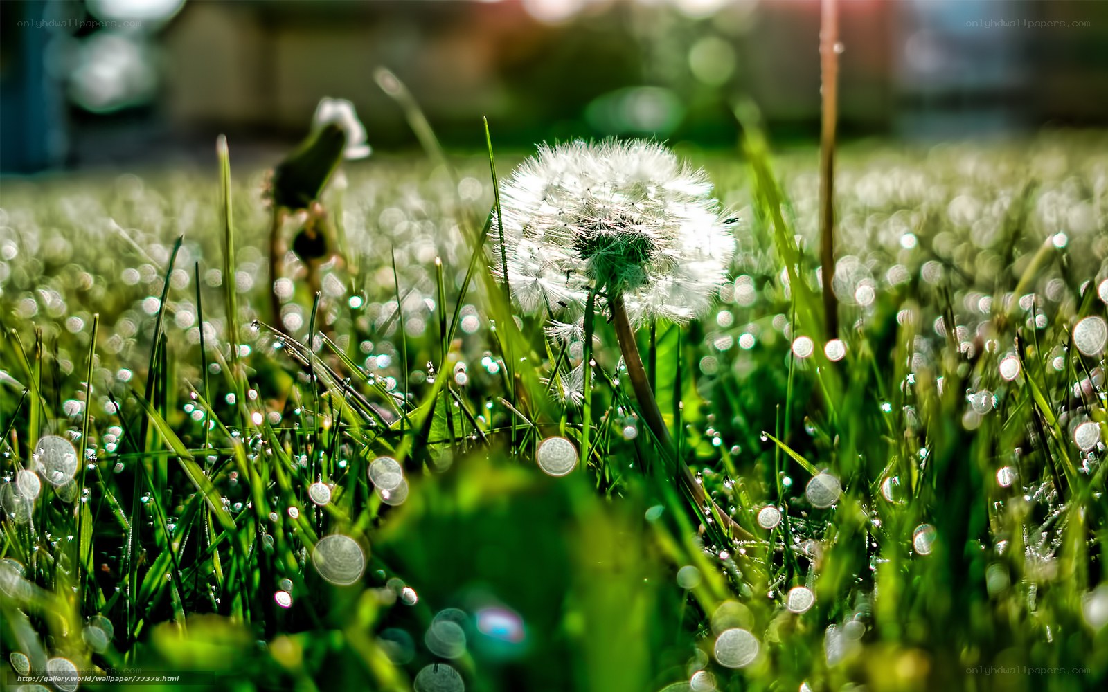 Dandelion in morning dew