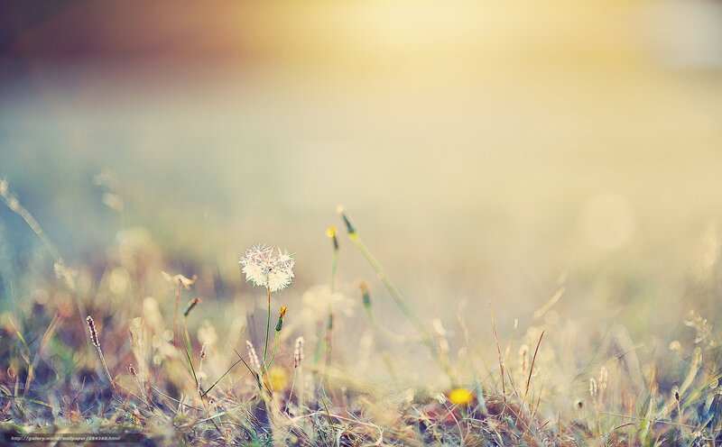 dandelion in morning light