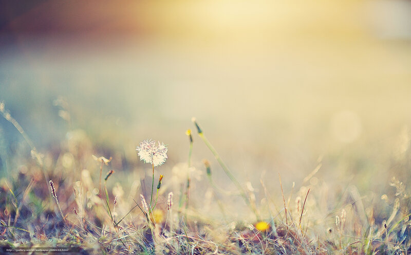 Dandelion in morning light