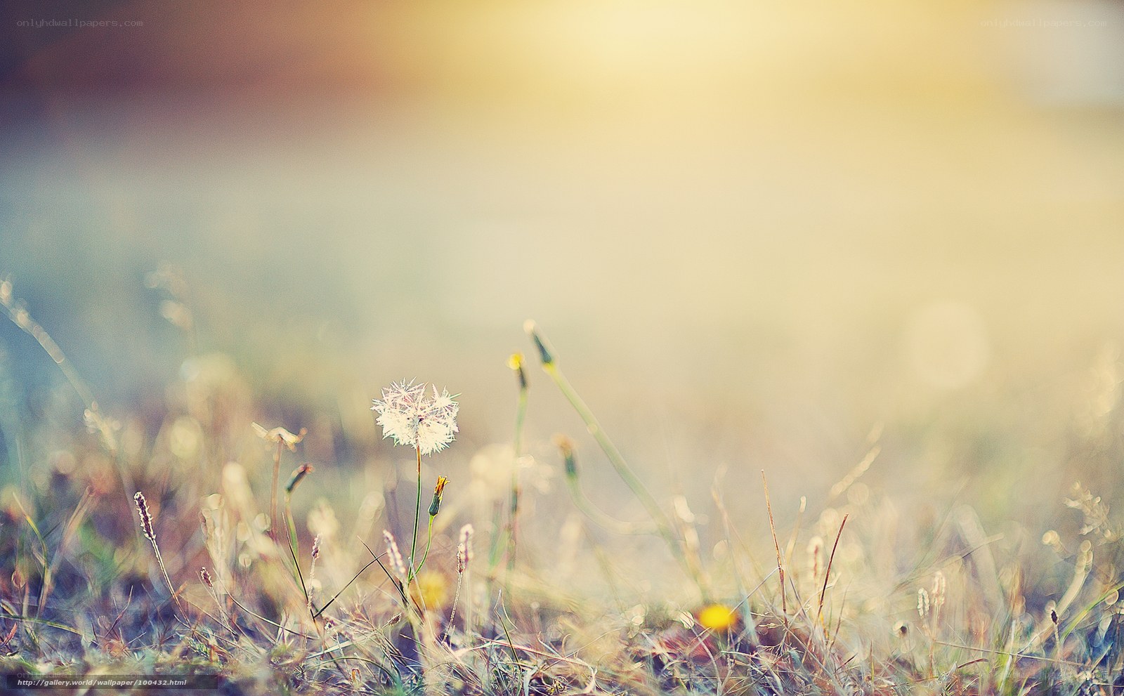 Dandelion in morning light