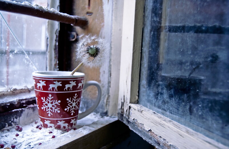 Dandelion in Mug