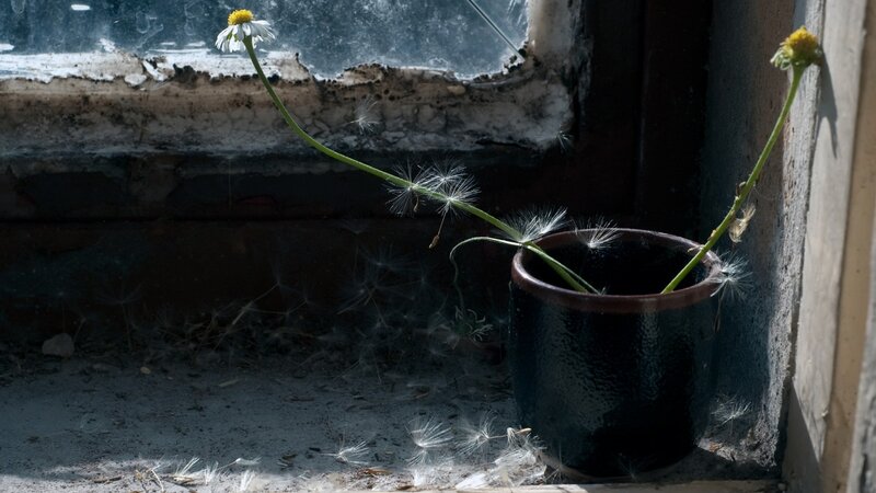 Dandelion in Pot