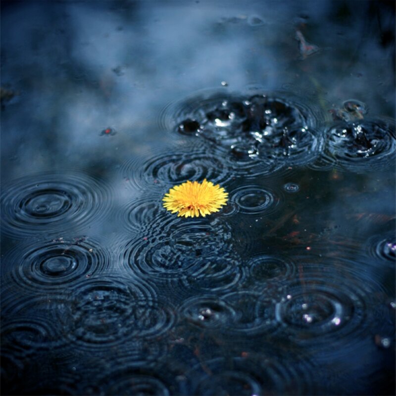 Dandelion in Rain — Yellow
