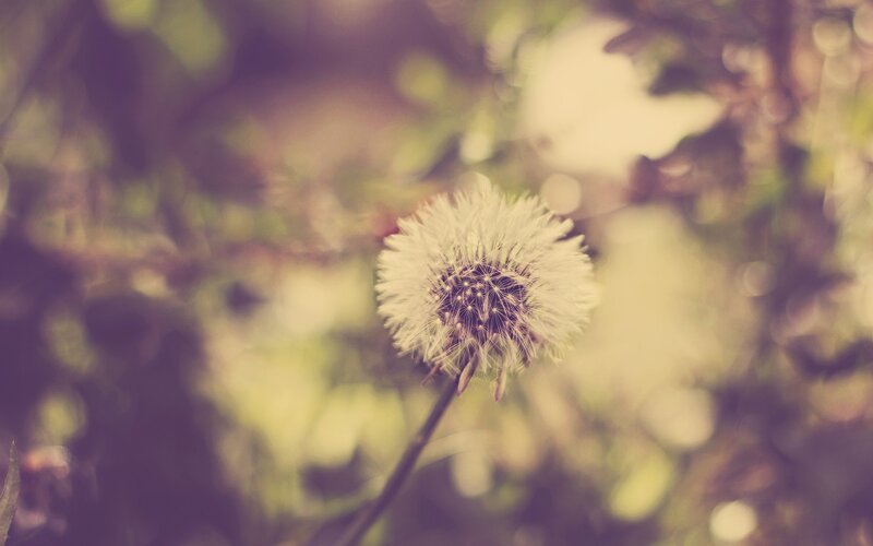 dandelion in soft focus