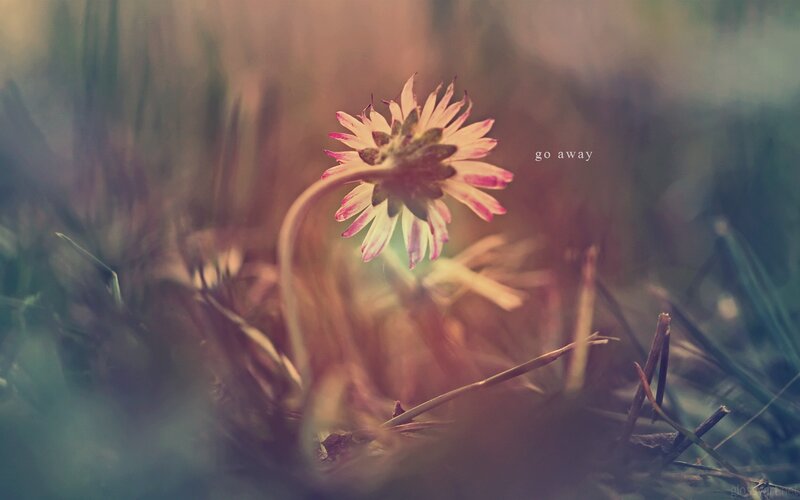 dandelion in soft light