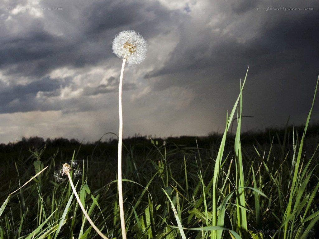 Dandelion in stormy field