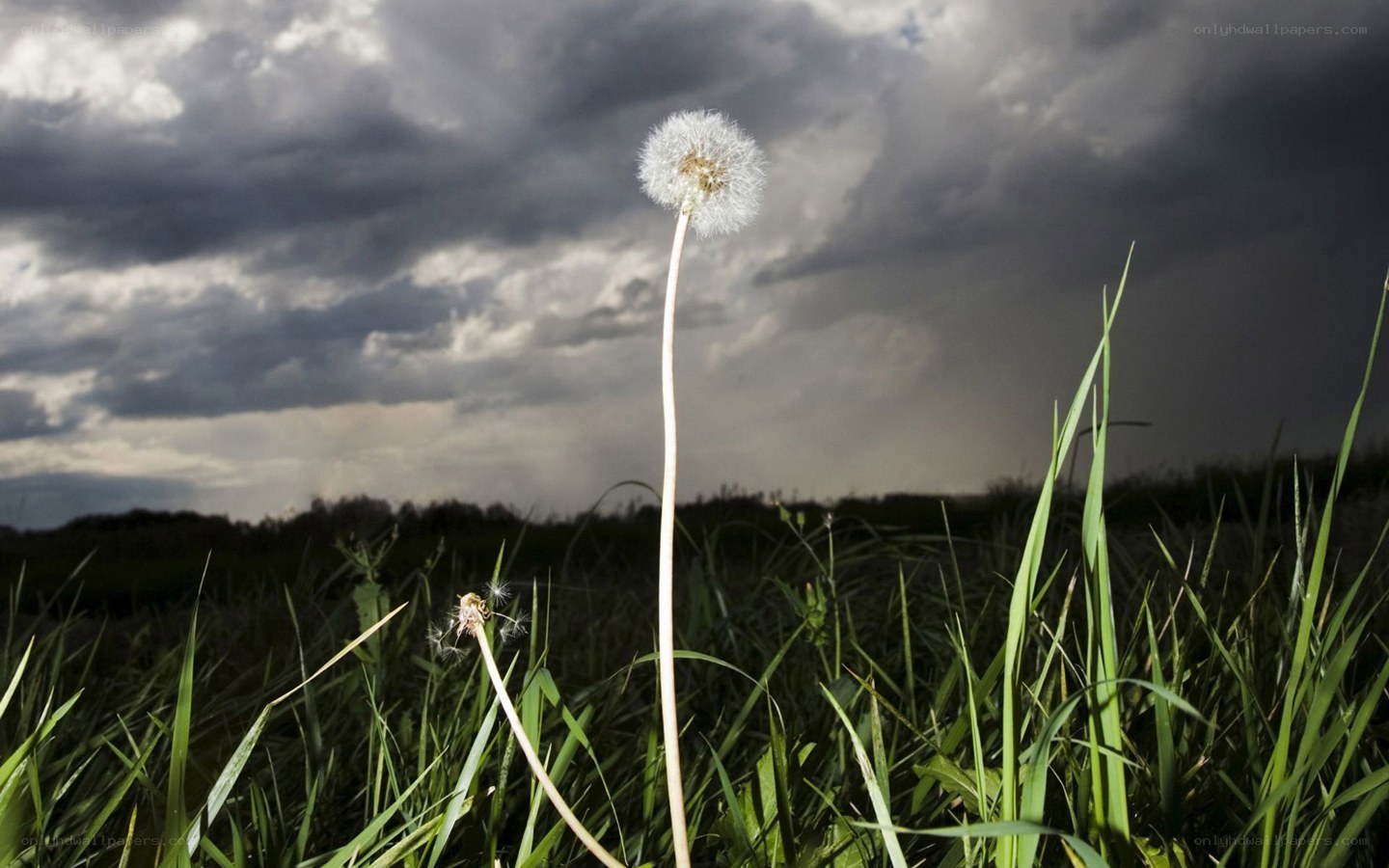Dandelion in stormy field