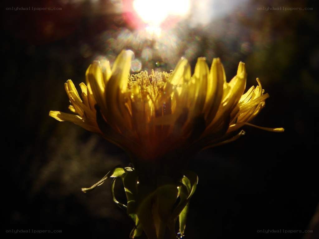 dandelion in sunlight