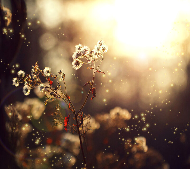 Dandelion in Sunlight — Yellow