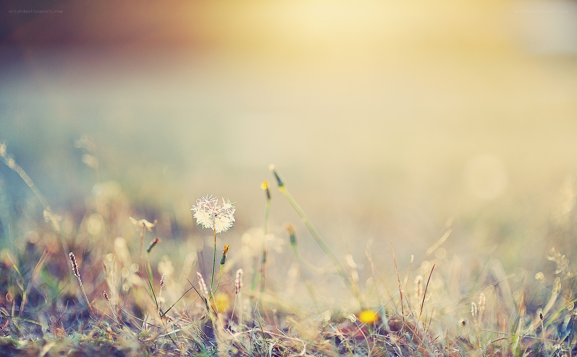 Dandelion in sunlit field