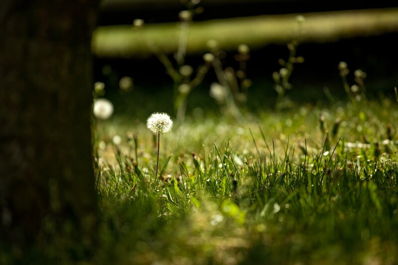 Dandelion in sunlit grass