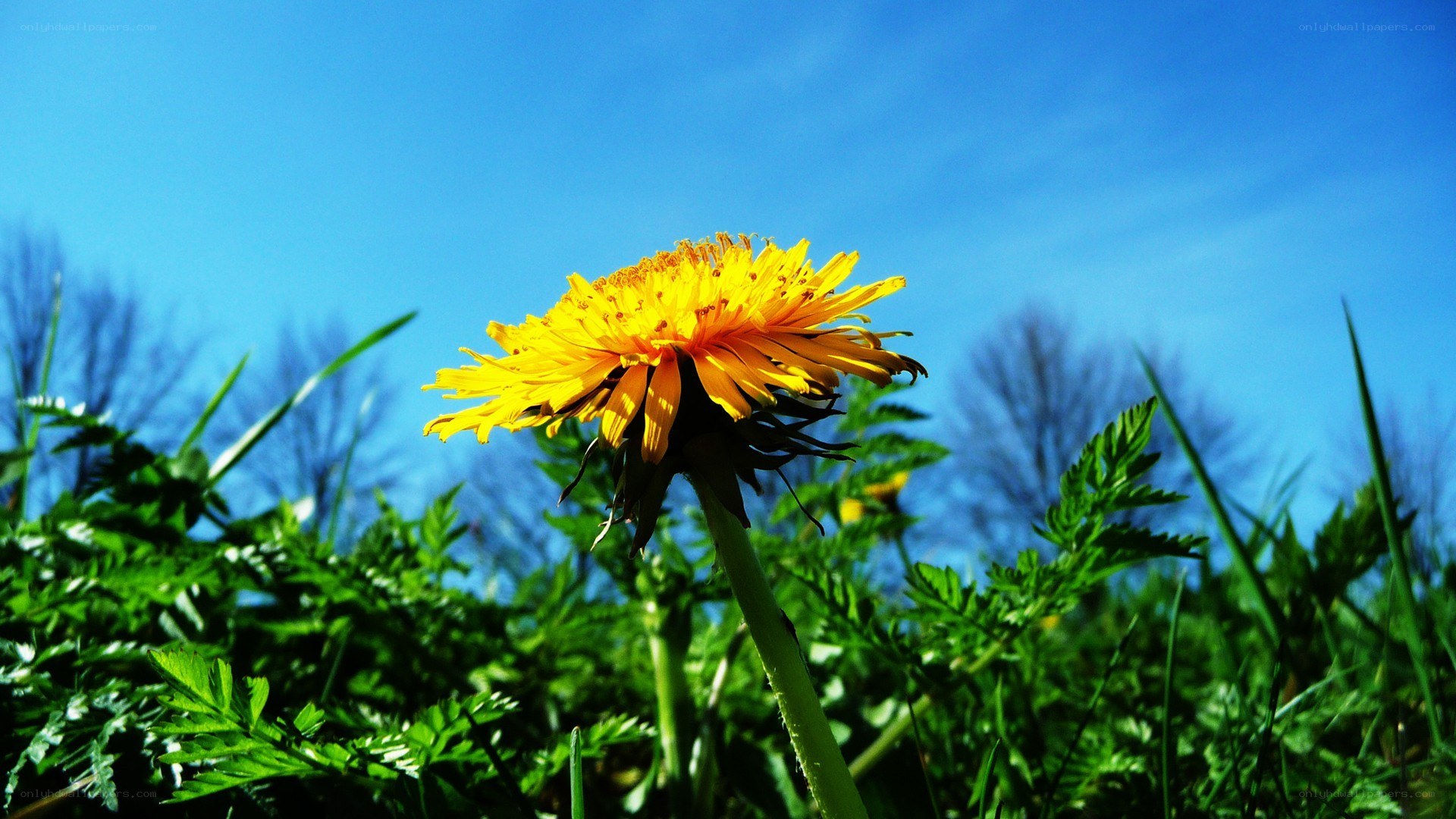 Dandelion in sunny field