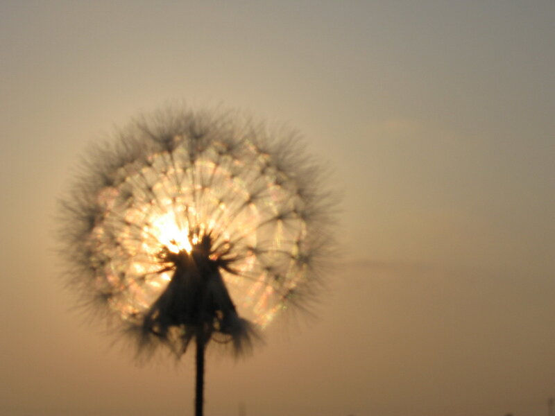 dandelion in sunset light