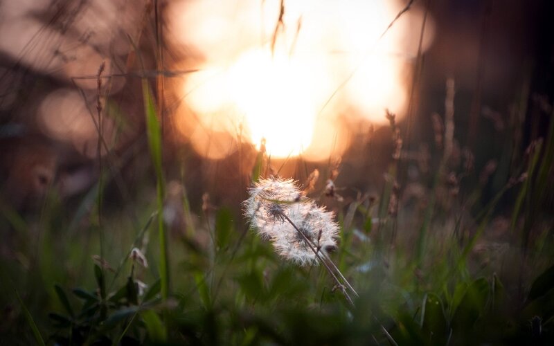Dandelion in sunset light